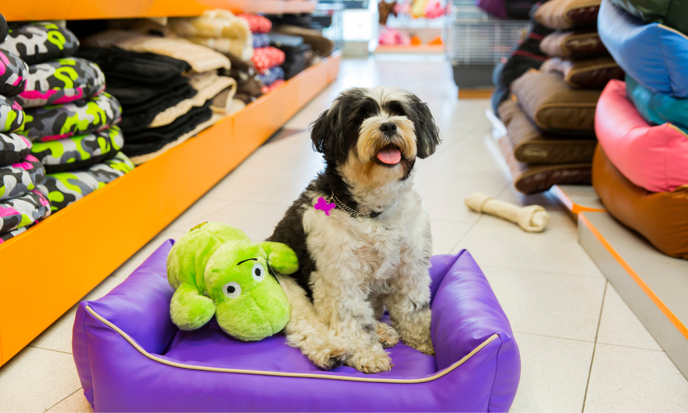 Páginas Web y Diseño Web para Tiendas de Mascotas: Cómo Atraer Más Clientes y Aumentar las Ventas La importancia de tener una página web para una tienda de mascotas Las mascotas forman parte de la familia de millones de personas en todo el mundo. Perros, gatos, aves, peces, conejos y otros animales requieren productos, alimentos y cuidados especializados, lo que convierte a las tiendas de mascotas en negocios con una demanda constante. Sin embargo, el comportamiento de los consumidores ha cambiado. Antes, la mayoría de las compras comenzaban con una visita física al comercio. Hoy, muchas personas buscan información en Internet antes de decidir dónde comprar. Por esta razón, contar con una página web profesional se ha convertido en una herramienta fundamental para cualquier tienda de mascotas que quiera crecer y competir en el mercado actual. Una página web permite mostrar productos, servicios, promociones y novedades durante las 24 horas del día, los 365 días del año. Diseño web para tiendas de mascotas El diseño web de una tienda de mascotas debe transmitir confianza, profesionalismo y cercanía. Los visitantes deben encontrar rápidamente los productos y servicios que necesitan para el bienestar de sus animales. Un sitio web moderno puede incluir: Catálogo de productos. Venta online. Alimentos para mascotas. Accesorios. Juguetes. Camas y transportadoras. Productos de higiene. Información veterinaria. Servicios de peluquería. Formulario de contacto. Ubicación del local. Blog de noticias y consejos. La experiencia del usuario es fundamental para lograr que los visitantes se conviertan en clientes. Ventajas de aparecer en los motores de búsqueda Cada día miles de personas realizan búsquedas relacionadas con mascotas. Algunos ejemplos incluyen: Alimento para perros. Juguetes para gatos. Accesorios para mascotas. Tienda de mascotas cerca de mí. Comida premium para perros. Cómo cuidar un cachorro. Productos para gatos domésticos. Si una tienda cuenta con una página web optimizada, tiene mayores posibilidades de aparecer cuando potenciales clientes realizan estas búsquedas. Esto permite generar visitas constantes sin depender exclusivamente de la publicidad tradicional. La importancia de una sección de noticias o blog Muchas tiendas de mascotas utilizan sus sitios web únicamente como un catálogo de productos. Sin embargo, una de las mejores estrategias para atraer visitantes consiste en crear una sección de noticias o artículos informativos. El blog permite responder preguntas frecuentes de los propietarios de mascotas y generar contenido de interés para nuevos usuarios. Algunos temas recomendados incluyen: Consejos para el cuidado de perros. Alimentación saludable para gatos. Cómo preparar la llegada de una mascota. Prevención de enfermedades comunes. Guías para elegir juguetes. Cuidados durante el verano. Consejos para el invierno. Educación y entrenamiento básico. Estos contenidos ayudan a generar confianza y posicionan a la tienda como una fuente de información útil. Aprovechar eventos y tendencias para generar tráfico Una estrategia muy efectiva consiste en publicar artículos relacionados con acontecimientos populares que despierten interés entre los usuarios. Por ejemplo, durante eventos deportivos internacionales como la Copa Mundial de Fútbol 2026, muchas personas buscan contenidos relacionados con el torneo. Una tienda de mascotas puede crear artículos creativos como: Las mascotas más famosas relacionadas con el fútbol. Razas de perros originarias de países mundialistas. Accesorios temáticos para mascotas durante el Mundial. Cómo mantener entretenidas a las mascotas mientras se ven los partidos. Curiosidades sobre animales y deporte. Este tipo de contenidos permite atraer visitantes que quizá no estaban buscando una tienda de mascotas inicialmente, ampliando así el alcance del negocio. Comercio electrónico para aumentar las ventas La incorporación de una tienda online puede representar una importante fuente de ingresos. Muchos clientes prefieren comprar alimentos, juguetes o accesorios desde la comodidad de su hogar. Una plataforma de comercio electrónico permite: Recibir pedidos online. Gestionar pagos digitales. Mostrar promociones especiales. Automatizar procesos de venta. Ofrecer entregas a domicilio. Además, los clientes pueden realizar compras en cualquier momento sin necesidad de esperar al horario comercial. Fotografías profesionales y contenido visual Las imágenes tienen un papel fundamental en las decisiones de compra. Las fotografías de alta calidad permiten mostrar claramente los productos y generan una mejor impresión en los visitantes. También es recomendable incluir: Fotografías de mascotas utilizando los productos. Videos demostrativos. Testimonios de clientes. Galerías de eventos. Presentaciones de nuevos productos. El contenido visual ayuda a captar la atención y aumenta la confianza de los consumidores. Redes sociales y página web: una combinación poderosa Las redes sociales son excelentes herramientas de difusión, pero la página web debe funcionar como el centro de toda la estrategia digital. Las publicaciones realizadas en Instagram, Facebook, TikTok o YouTube pueden dirigir tráfico hacia el sitio web, donde los usuarios encontrarán información más completa y podrán realizar compras. Esta integración fortalece la presencia online del negocio y mejora la comunicación con los clientes. Generación de confianza y fidelización Una página web actualizada demuestra profesionalismo y compromiso con los clientes. Cuando los usuarios encuentran información útil, consejos prácticos y productos de calidad, es más probable que regresen para futuras compras. Además, un sitio web permite implementar: Programas de fidelización. Suscripciones a boletines. Promociones exclusivas. Descuentos para clientes frecuentes. Comunicación directa mediante formularios y chat. Todo esto contribuye a fortalecer la relación entre la tienda y los propietarios de mascotas.